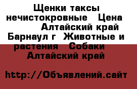 Щенки таксы нечистокровные › Цена ­ 1 000 - Алтайский край, Барнаул г. Животные и растения » Собаки   . Алтайский край